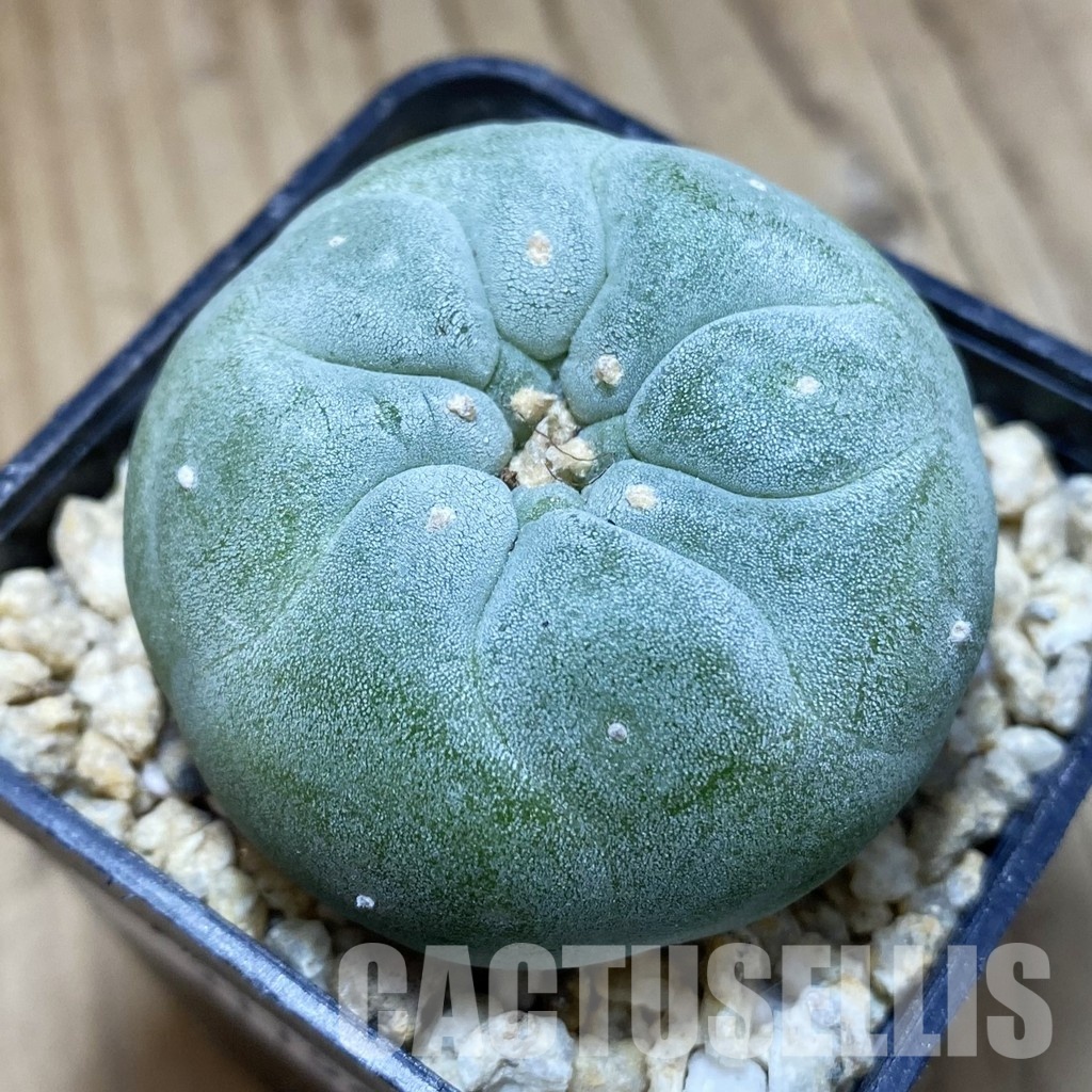 SH31154 Anhalonium frichii, seedling, own roots