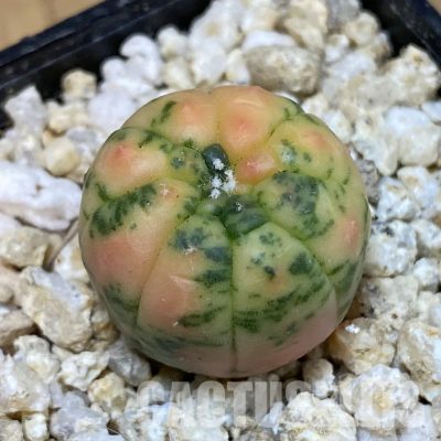 SH31285 Astrophytum asterias ‘Red Purple Skin’ f. variegata