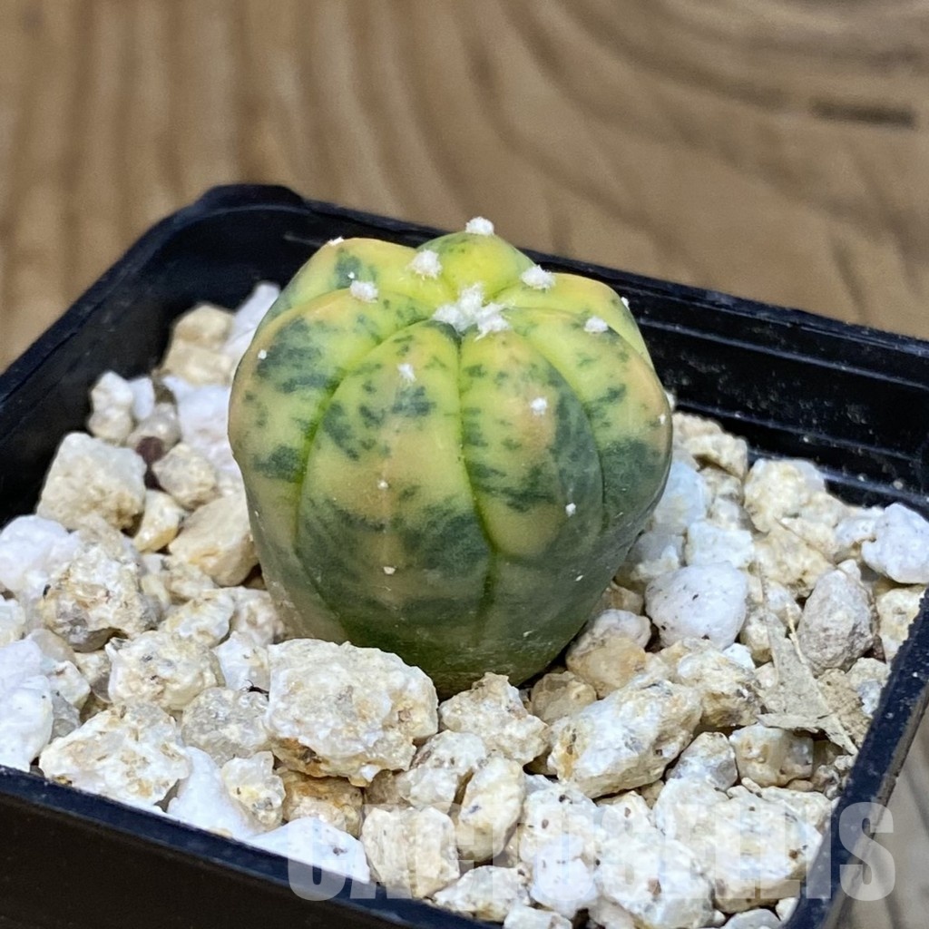 SH31286 Astrophytum asterias ‘Red Purple Skin’ f. variegata - Image 2