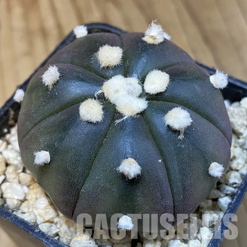 SH31288 Astrophytum asterias ‘Purple Skin’, 7-ribs