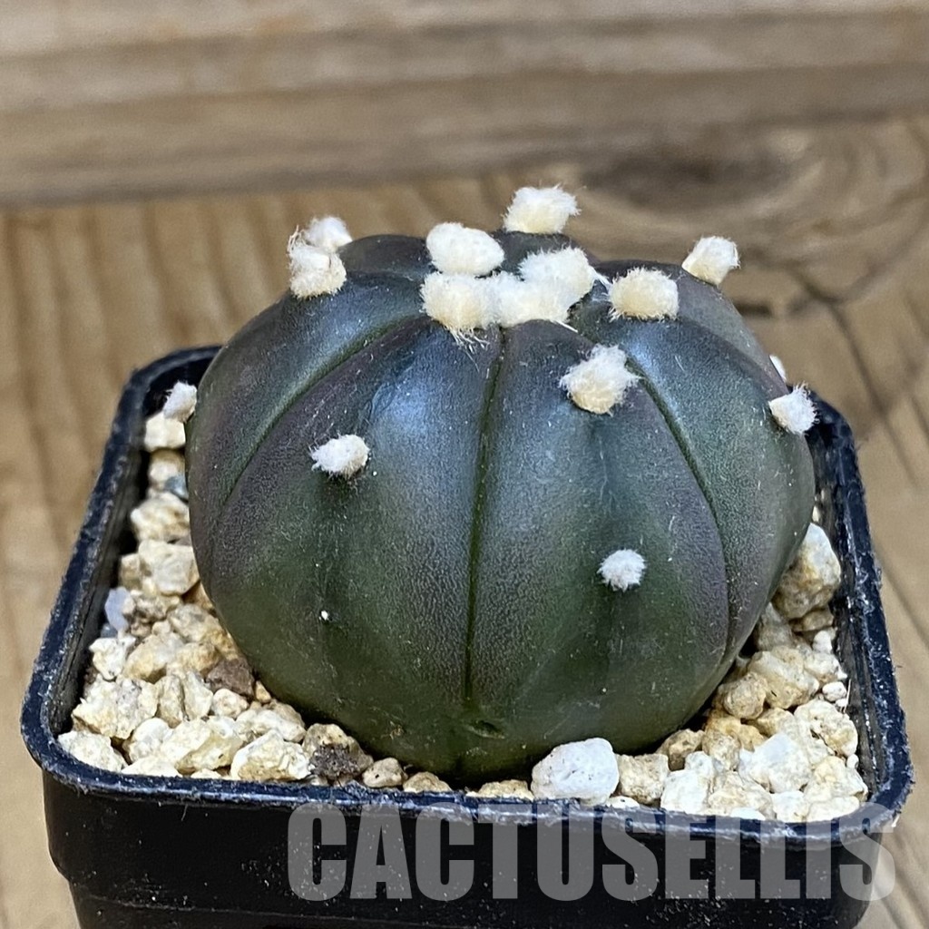 SH31288 Astrophytum asterias ‘Purple Skin’, 7-ribs - Image 2