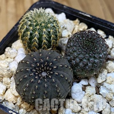 SH31289 Frailea mix