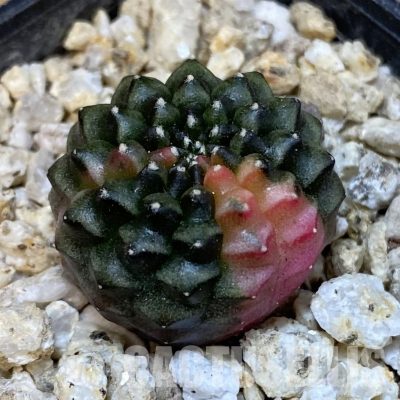 SH31290 Gymnocalycium mihanovichii ‘inermis’ f. variegata, seedling