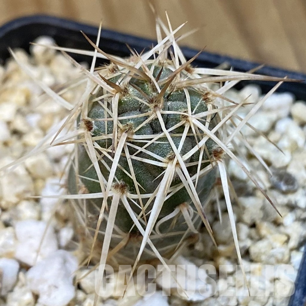SH31293 Tephrocactus fiambalensis, seedling