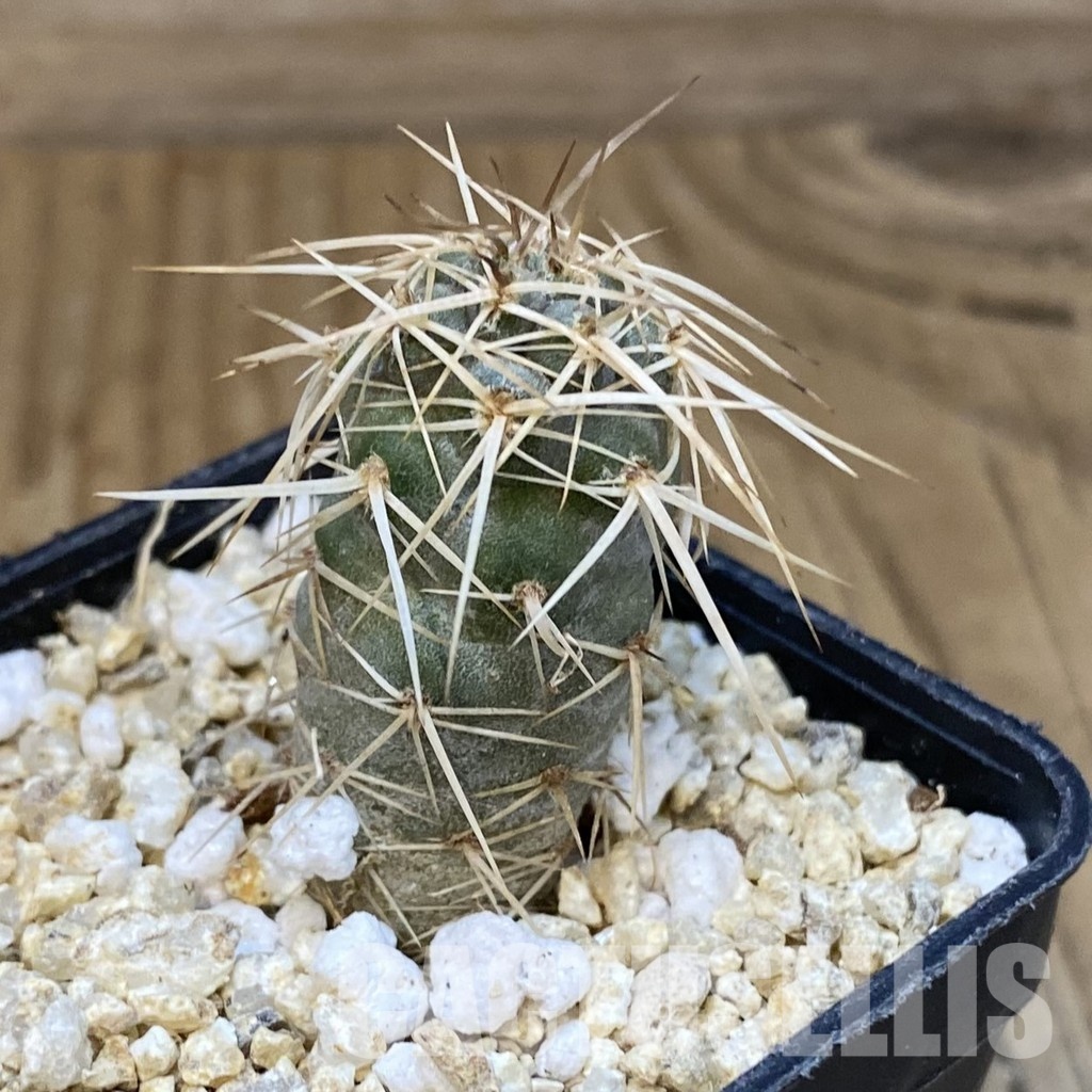 SH31293 Tephrocactus fiambalensis, seedling - Image 2