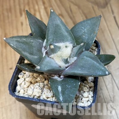 SH31298 Ariocarpus trigonus hybrid, own roots seedling