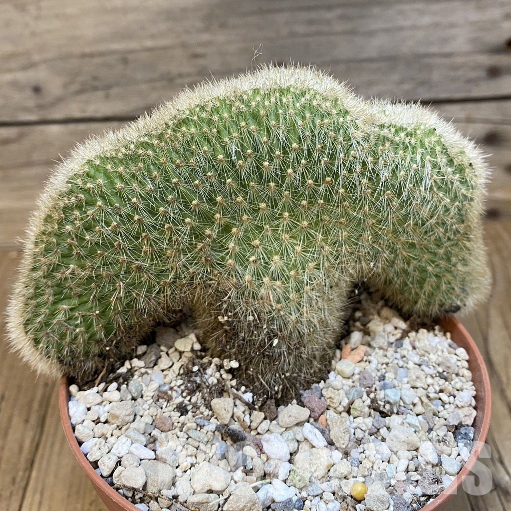 SH31193 Cleistocactus winteri f. cristata - Image 2