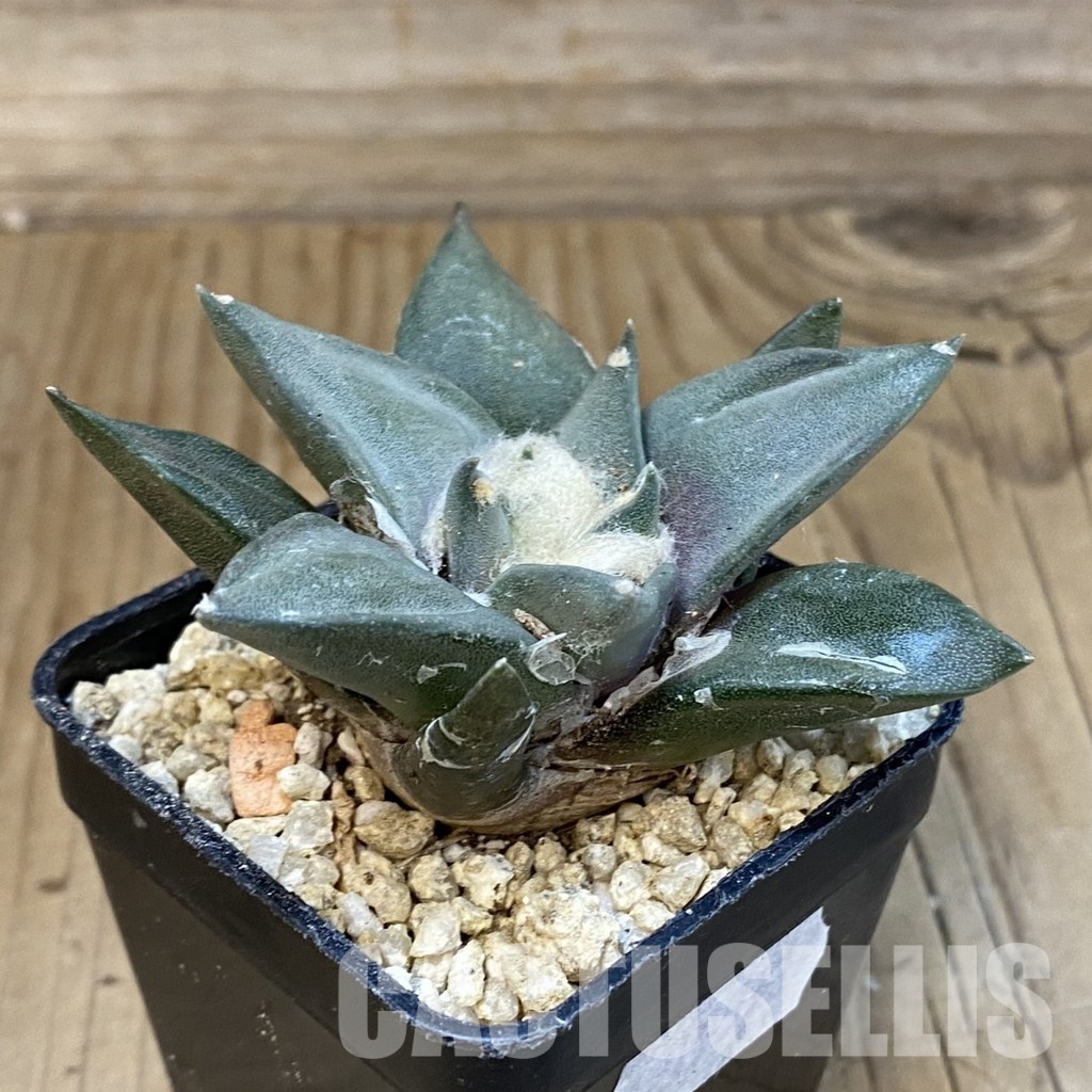 SH31298 Ariocarpus trigonus hybrid, own roots seedling - Image 2