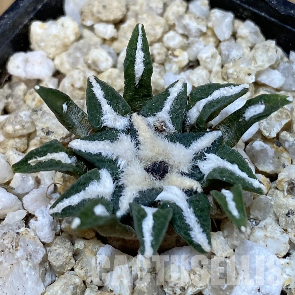 SH31299 Ariocarpus kotschoubeyanus v. macdowellii, own roots seedling