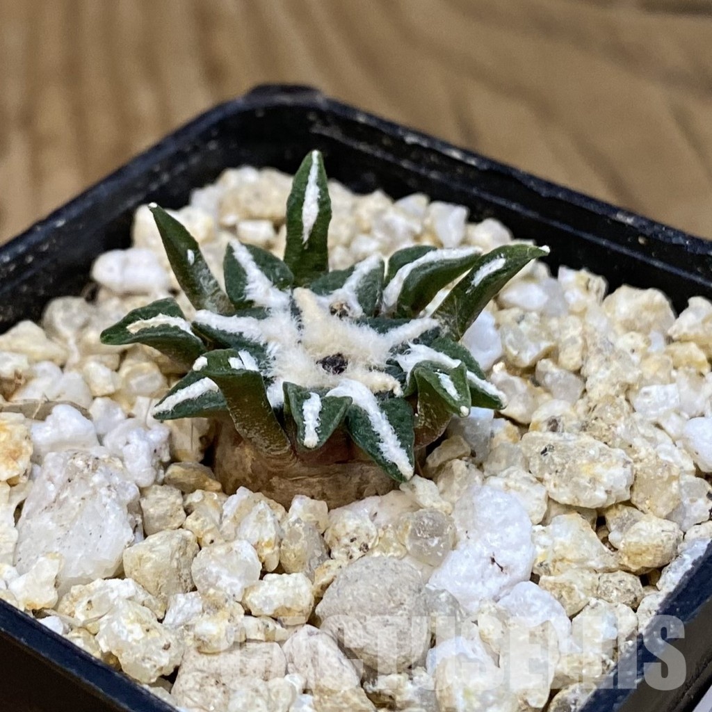 SH31299 Ariocarpus kotschoubeyanus v. macdowellii, own roots seedling - Image 2