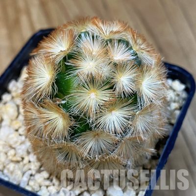 SH31301 Mammillaria carmenae v. rubrispina