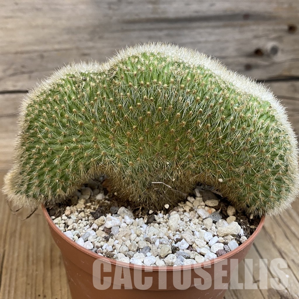 SH31193 Cleistocactus winteri f. cristata - Image 3