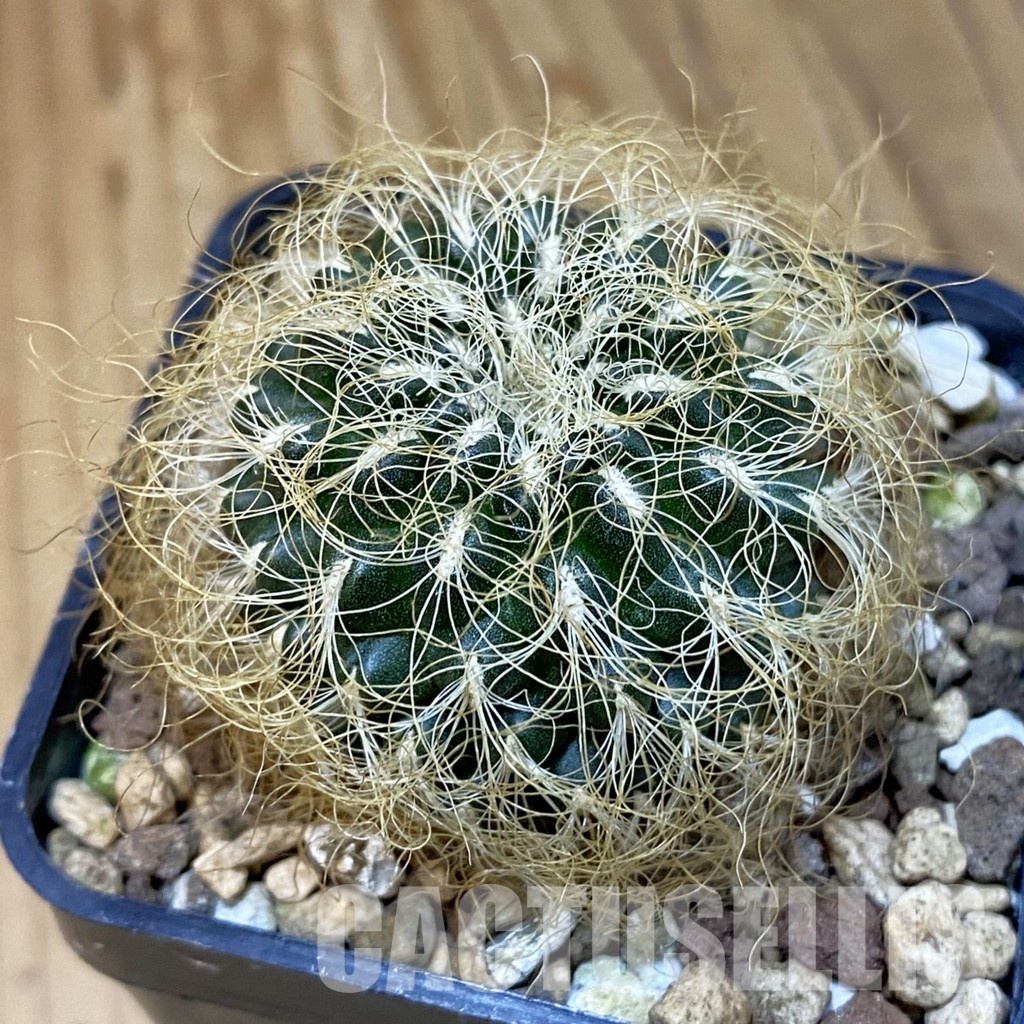 SH20812 Sulcorebutia patriciae