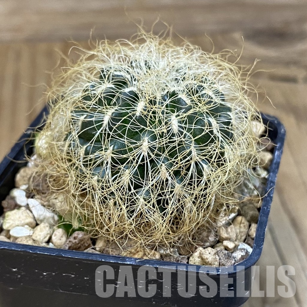 SH20812 Sulcorebutia patriciae - Image 2