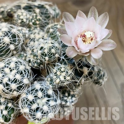 SH4949 Gymnocalycium bruchii v. niveum