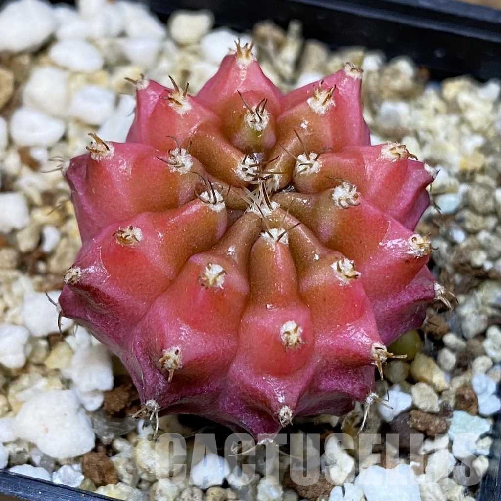SH19412 Gymnocalycium mihanovichii 'Neon'
