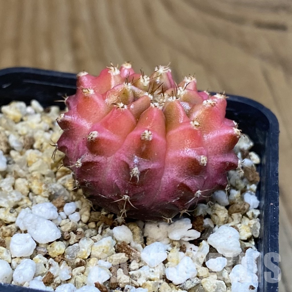 SH19412 Gymnocalycium mihanovichii 'Neon' - Image 2