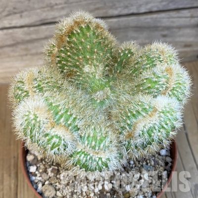 SH31194 Cleistocactus winteri f. cristata