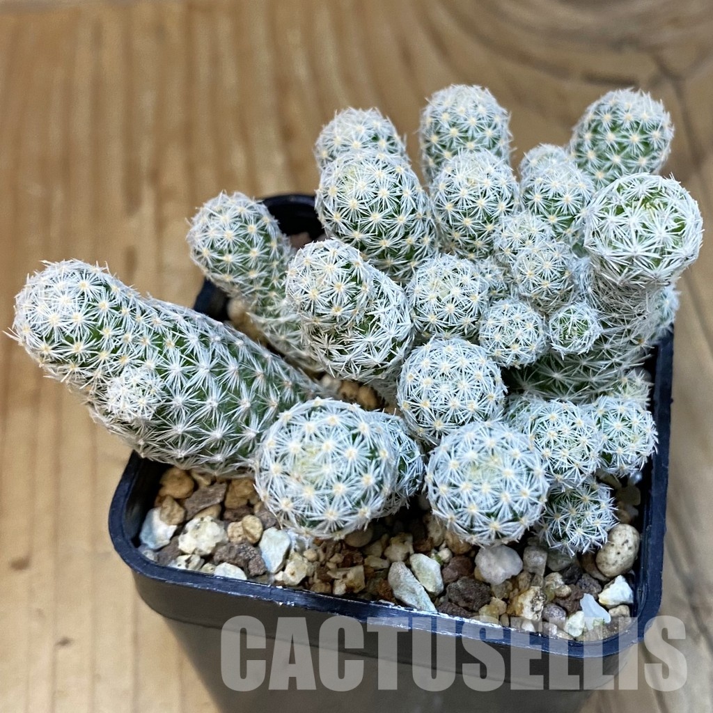SH19486 Escobaria sneedii v. leei