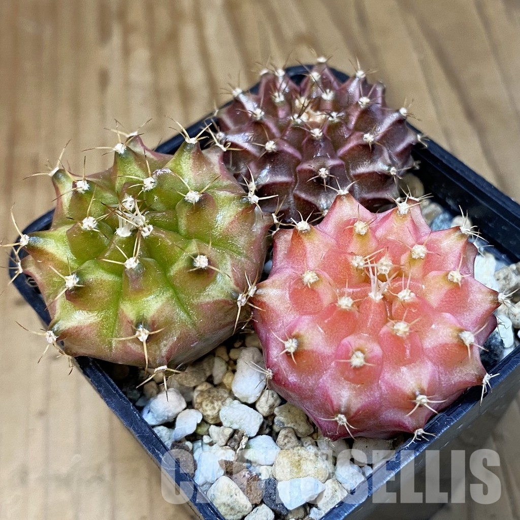 SH23675 Gymnocalycium mihanovichii 'Neon', seedling mix