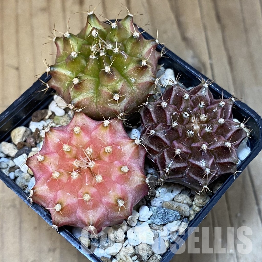 SH23675 Gymnocalycium mihanovichii 'Neon', seedling mix - Image 2