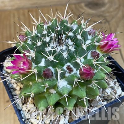 SH25162 Mammillaria magnimamma