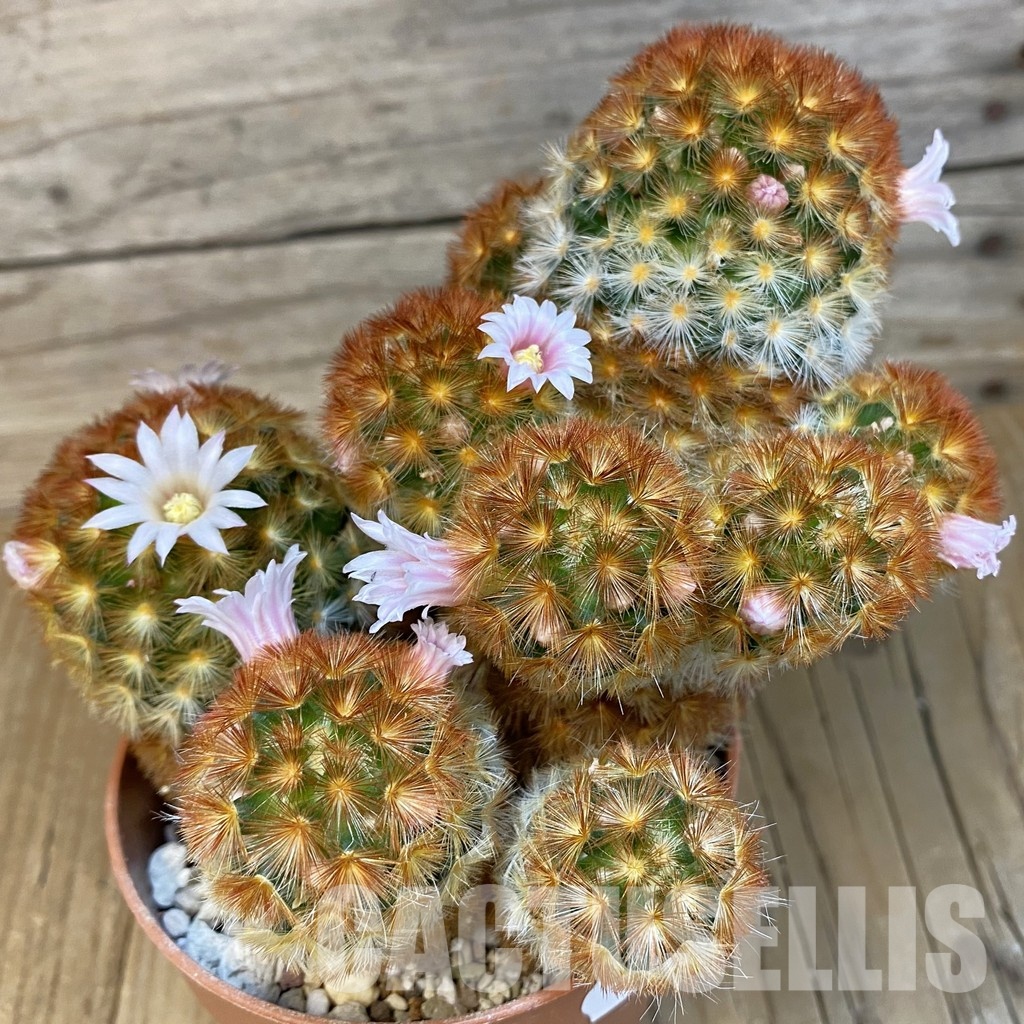 SH31195 Mammillaria carmenae v. rubrispina