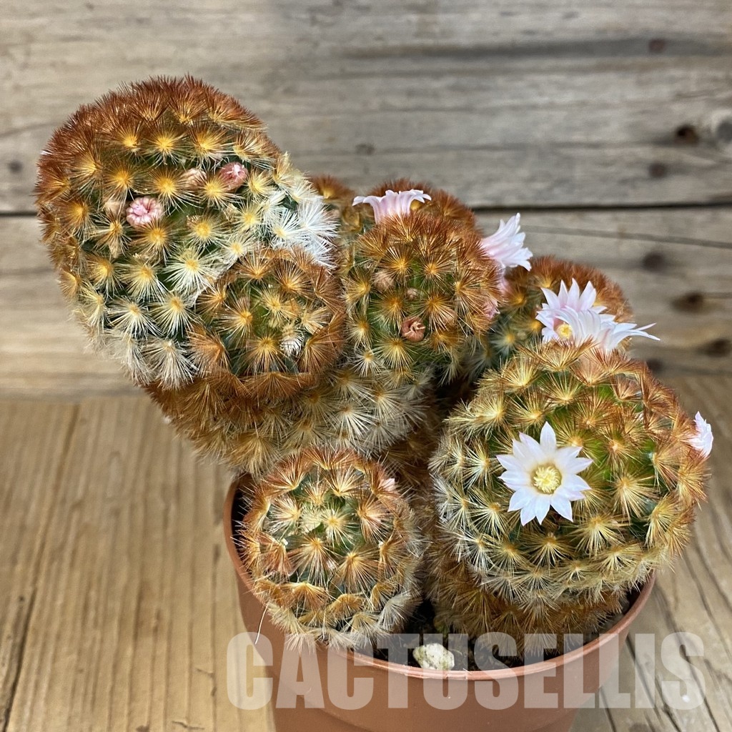 SH31195 Mammillaria carmenae v. rubrispina - Image 2