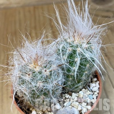 SH31199 Oreocereus trollii, seedling 2 plants