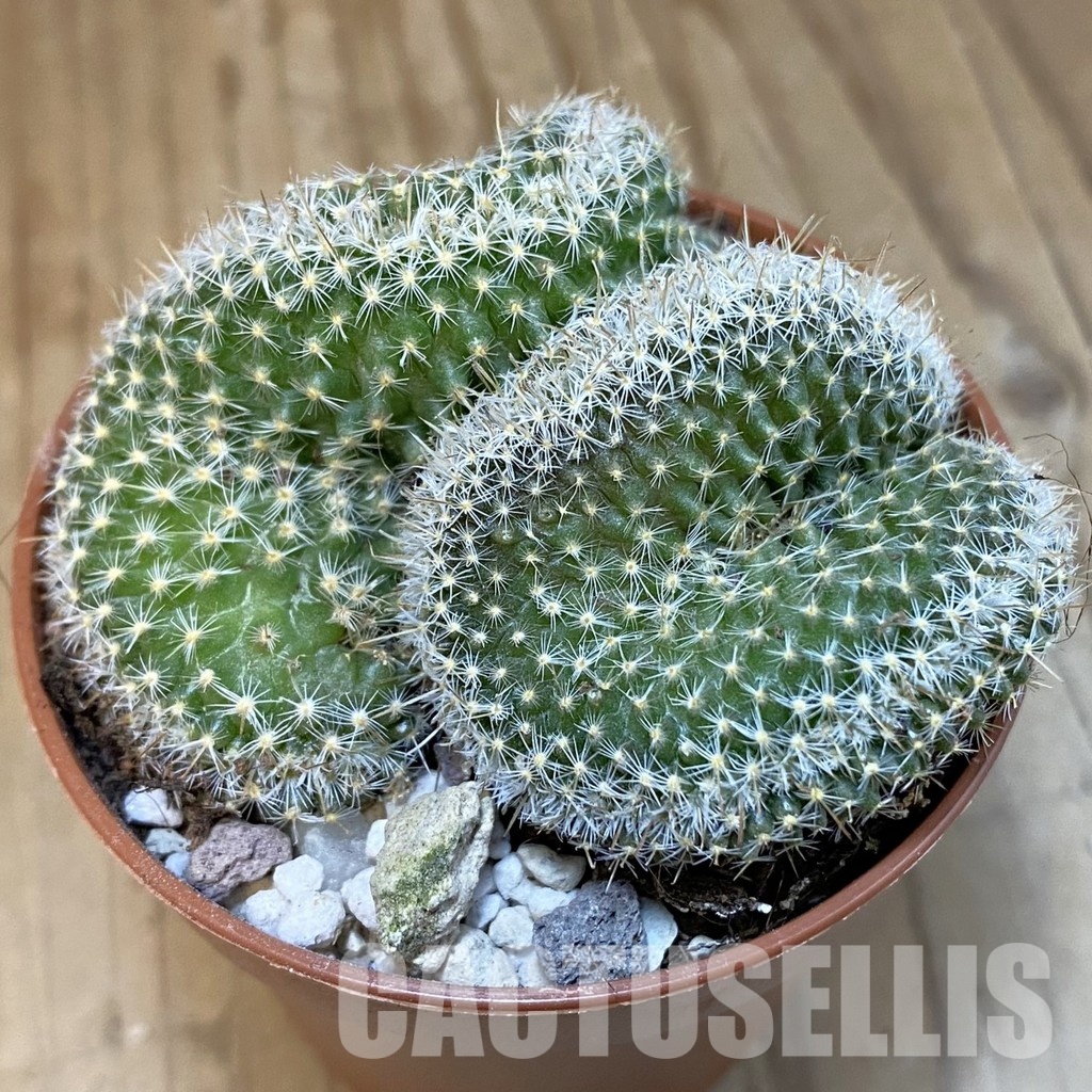SH31200 Mammillaria perbella f. cristata