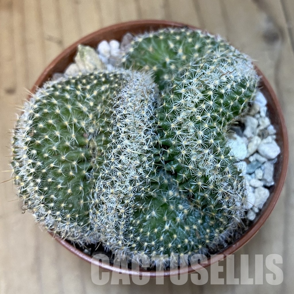 SH31200 Mammillaria perbella f. cristata - Image 2