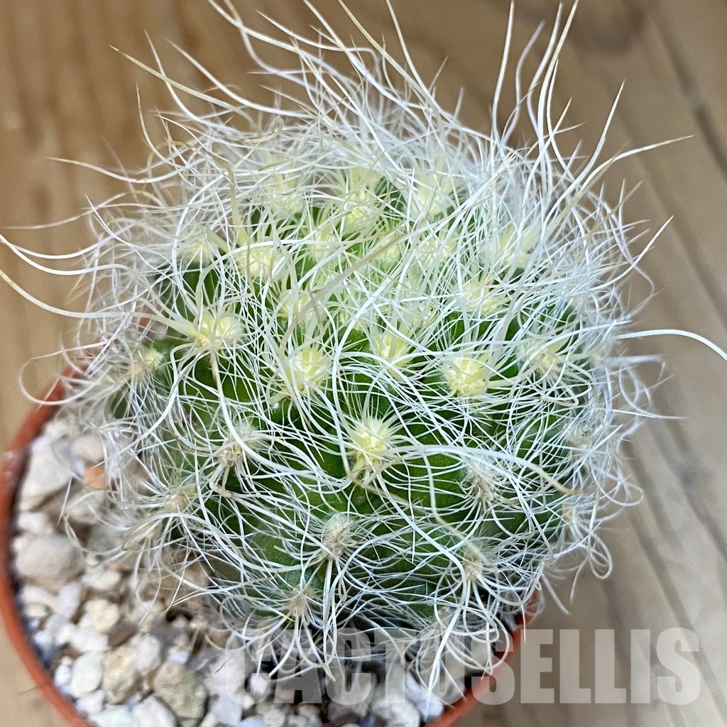 SH31210 Neoporteria nidus