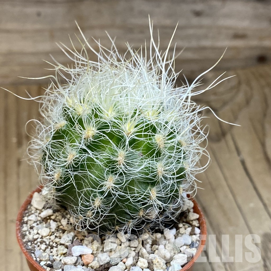 SH31210 Neoporteria nidus - Image 2