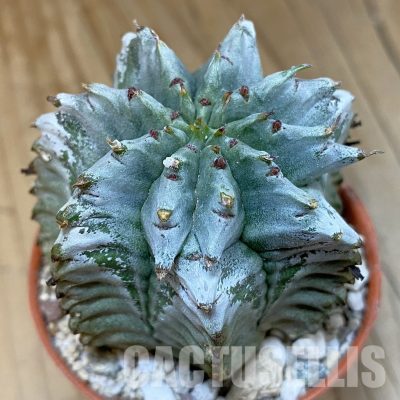 SH31217 Euphorbia horrida 'Alba'
