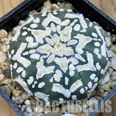 SH31402 Astrophytum asterias ‘Super Kabuto’ V-type f. nudum