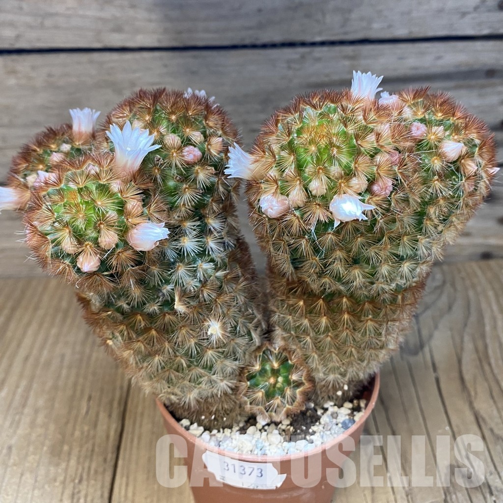 SH31373 Mammillaria carmenae v. rubrispina - Image 2