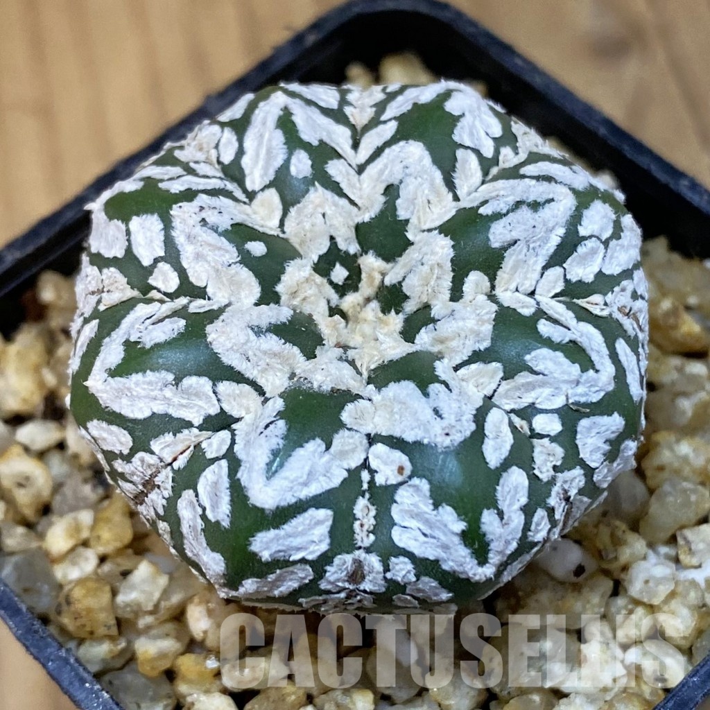 SH31407 Astrophytum asterias ‘Super Kabuto’ V-type f. nudum