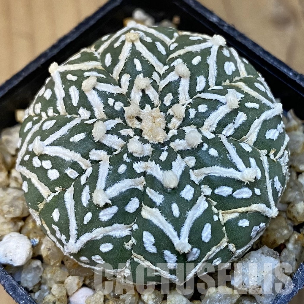 SH31408 Astrophytum asterias ‘Super Kabuto’ V-type f. nudum