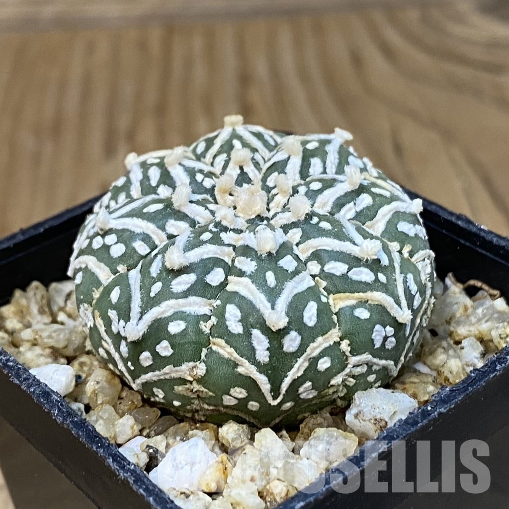 SH31408 Astrophytum asterias ‘Super Kabuto’ V-type f. nudum - Image 2
