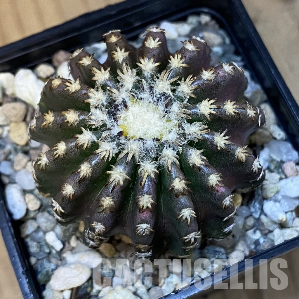SH31410 Discocactus horstii - Image 2