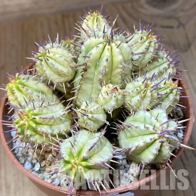 SH31374 Euphorbia aggregata f. variegata