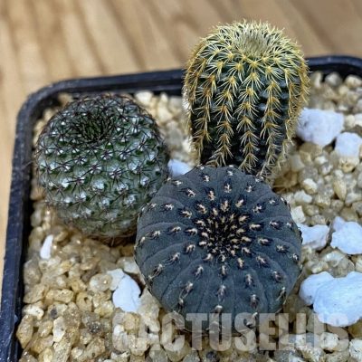 SH31413 Frailea mix