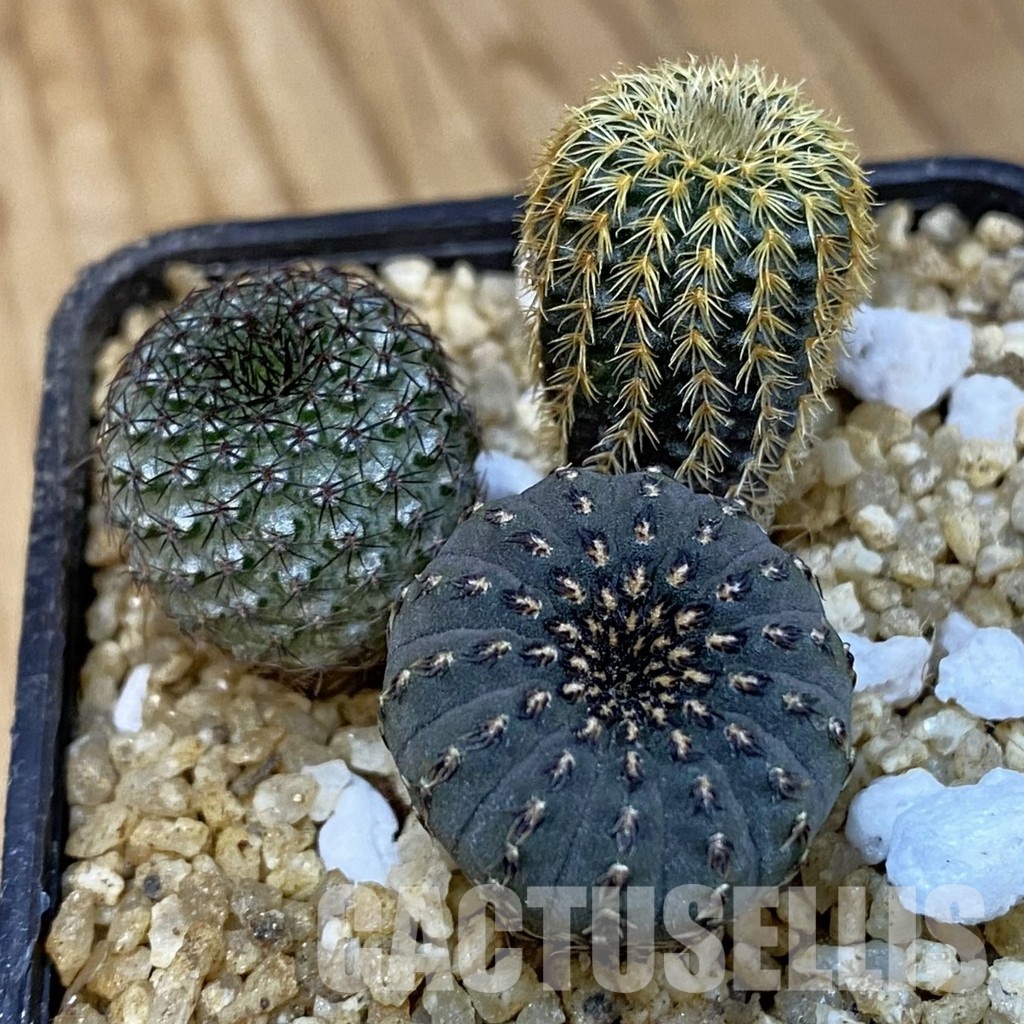 SH31413 Frailea mix