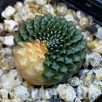 SH31415 Gymnocalycium mihanovichii ‘inermis’ f. variegata, seedling