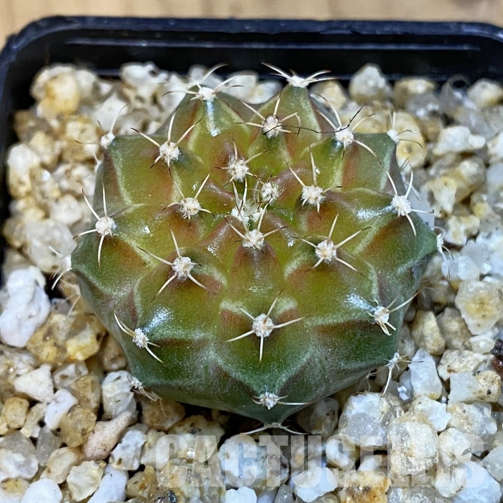 SH31416 Gymnocalycium mihanovichii ‘Neon’ hybrid