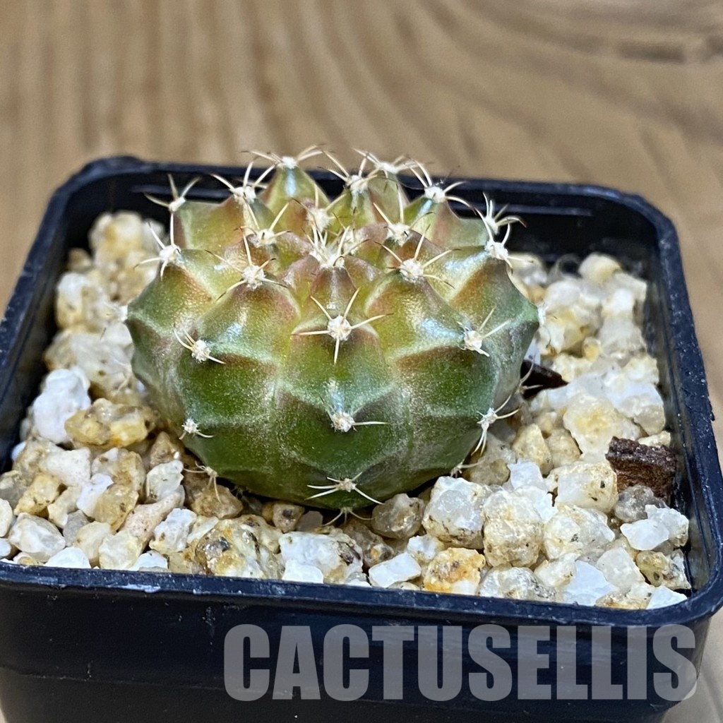 SH31416 Gymnocalycium mihanovichii ‘Neon’ hybrid - Image 2