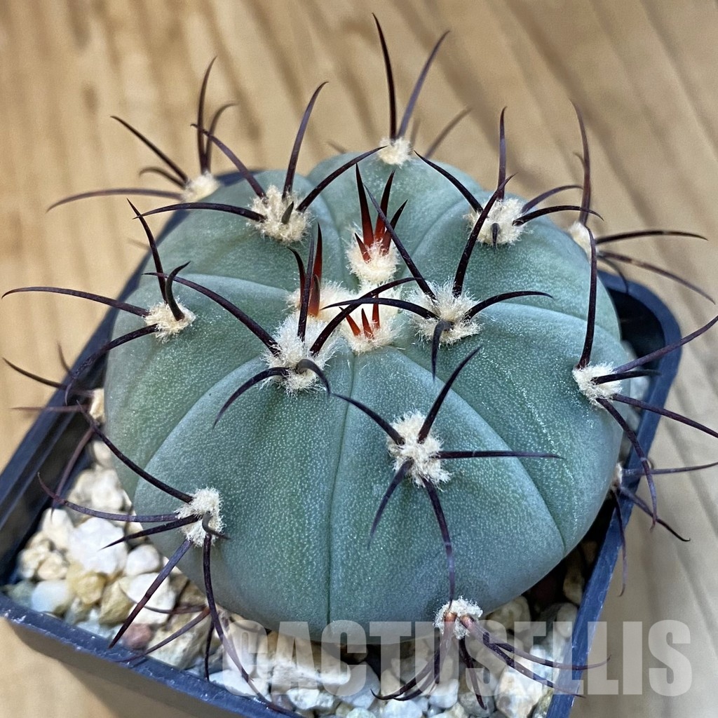 SH31419 Gymnocalycium cabreraense VOS 2122