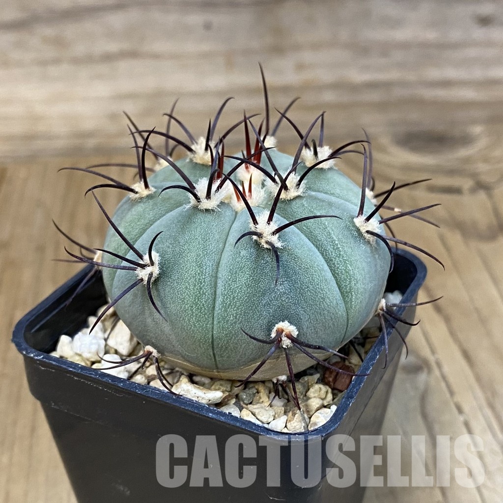 SH31419 Gymnocalycium cabreraense VOS 2122 - Image 2