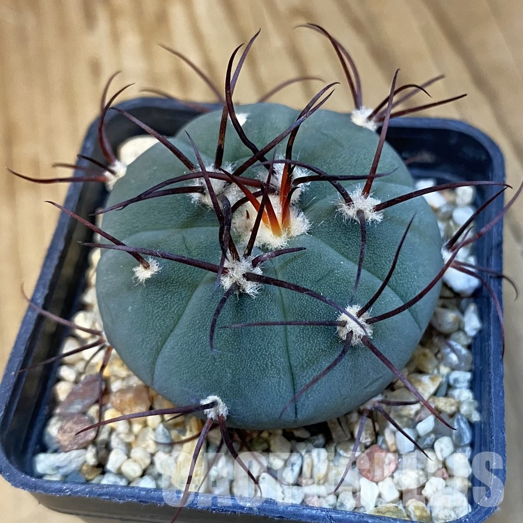 SH31420 Gymnocalycium cabreraense VOS 2122