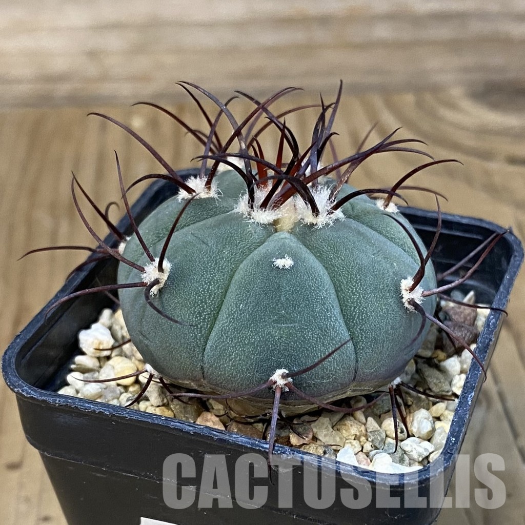 SH31420 Gymnocalycium cabreraense VOS 2122 - Image 2